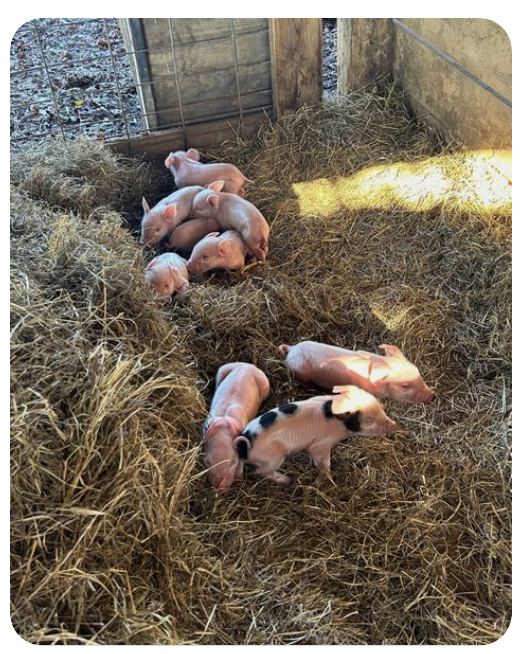Ferkel liegen in kleinen Gruppen im Stroh des Stalls.