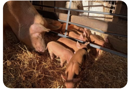 Schweine und Ferkel im mit Stroh eingestreuten Stall.