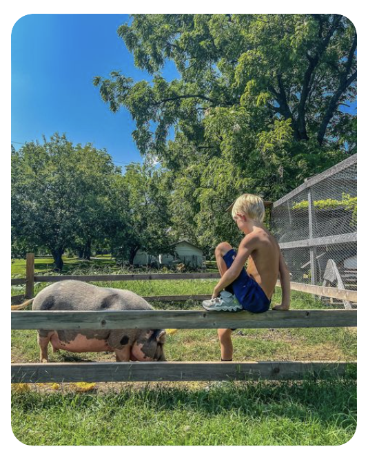 Ein Kind sitzt am Zaun eines begrünten Schweineauslaufs.