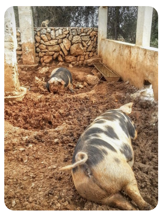 Schweine ruhen im eingestreuten Stall im Tageslicht.