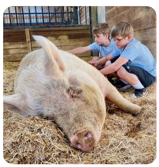 Zwei Kinder streicheln ein großes Schwein, das im Stroh liegt.