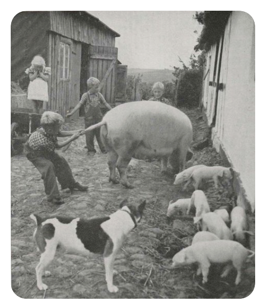 Schwarz-Weiß-Aufnahme: Kinder, eine Sau mit Ferkeln und ein Hund auf einem ländlichen Hof
